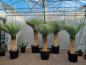 Preview: Yucca Rostrata Online kaufen - www.plantaplaza.de